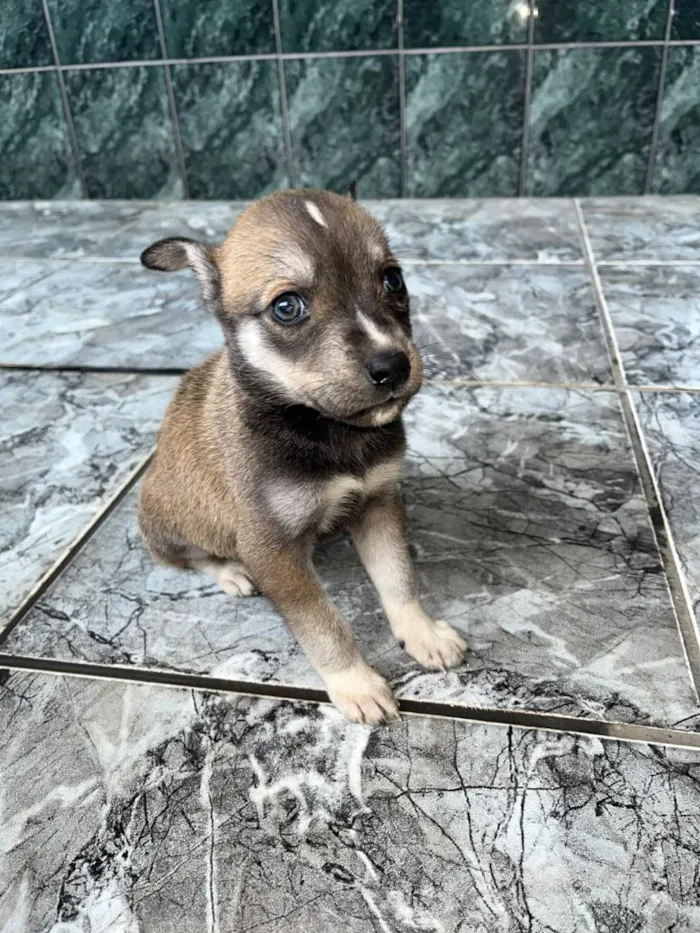Cachorro raça SRD-ViraLata idade Abaixo de 2 meses nome Pandora