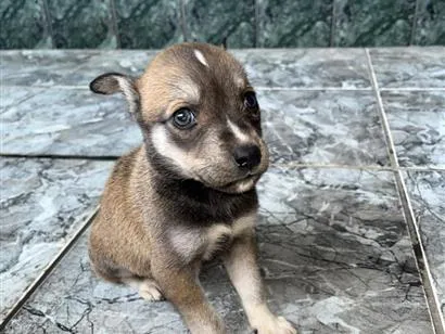 Cachorro raça SRD-ViraLata idade Abaixo de 2 meses nome Pandora
