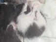 3 gatos 