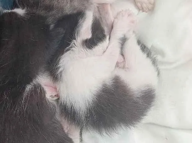 Gato raça SRD-ViraLata idade Abaixo de 2 meses nome 3 gatos 