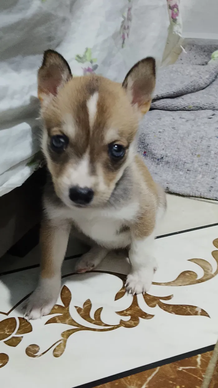 Cachorro raça SRD-ViraLata idade Abaixo de 2 meses nome Pandora
