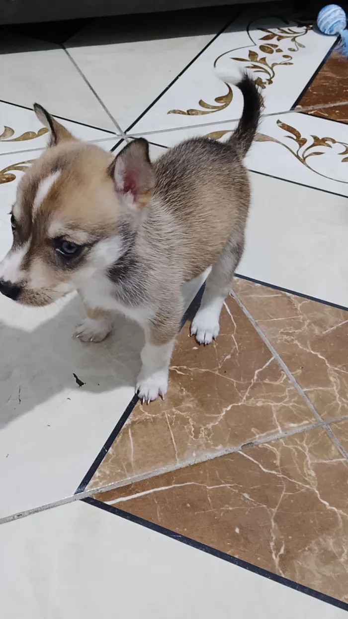 Cachorro raça SRD-ViraLata idade Abaixo de 2 meses nome Pandora