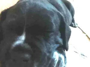 Cachorro raça SRD-ViraLata idade 2 a 6 meses nome não tem