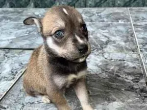 Cachorro raça SRD-ViraLata idade Abaixo de 2 meses nome Pandora