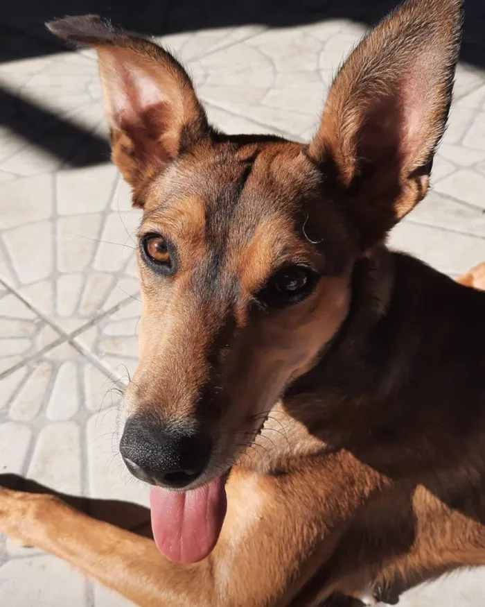 Cachorro raça SRD-ViraLata idade 6 ou mais anos nome Iris