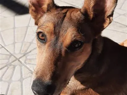 Cachorro raça SRD-ViraLata idade 6 ou mais anos nome Iris