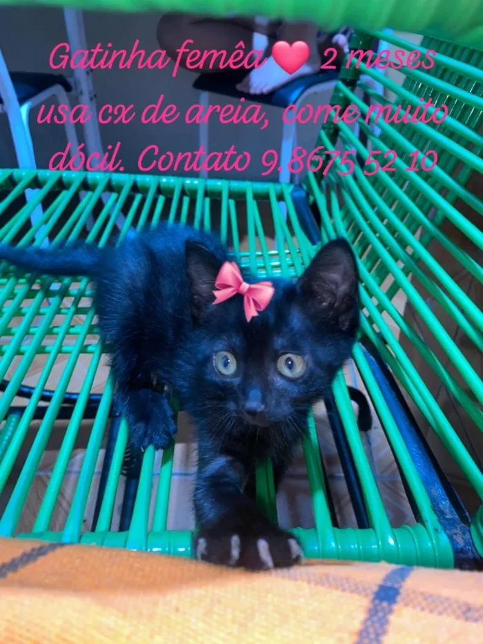 Gato raça SRD-ViraLata idade 2 a 6 meses nome nala