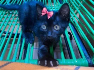 Gato raça SRD-ViraLata idade 2 a 6 meses nome nala