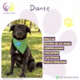 Dante