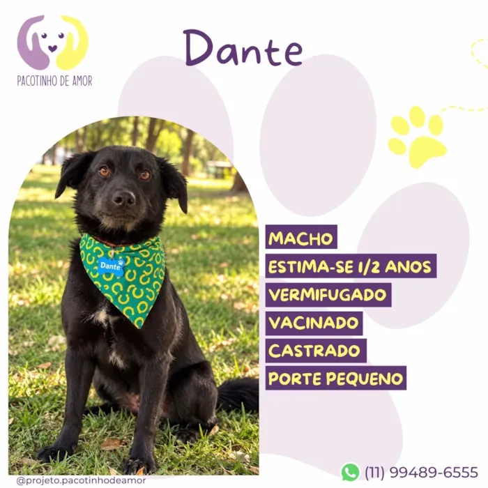 Cachorro raça SRD-ViraLata idade 2 anos nome Dante