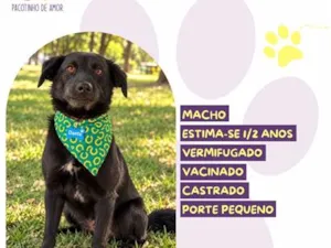 Cachorro raça SRD-ViraLata idade 2 anos nome Dante