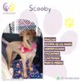 Scooby