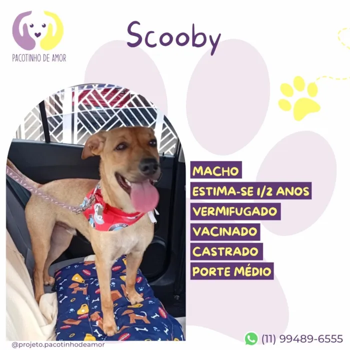 Cachorro raça SRD-ViraLata idade 2 anos nome Scooby