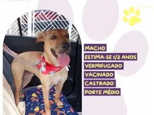 Cachorro raça SRD-ViraLata idade 2 anos nome Scooby
