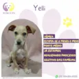 Yelli