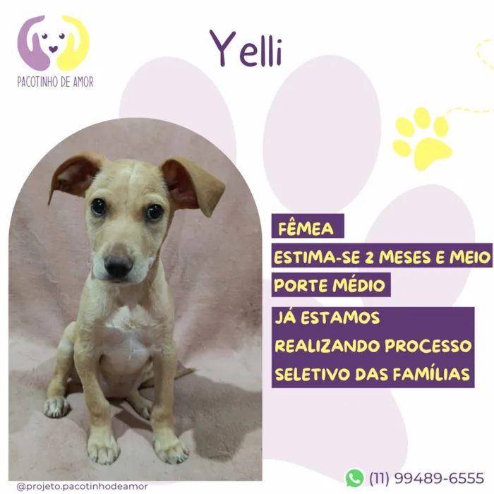 Cachorro raça SRD-ViraLata idade 2 a 6 meses nome Yelli