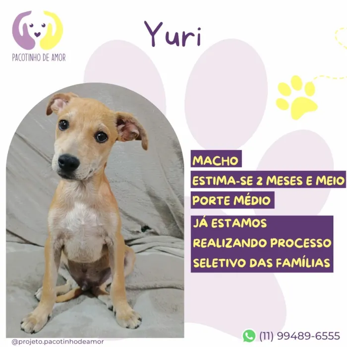 Cachorro raça SRD-ViraLata idade 2 a 6 meses nome Yuri