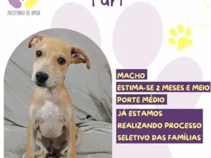 Cachorro raça SRD-ViraLata idade 2 a 6 meses nome Yuri