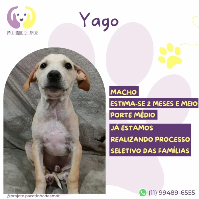 Cachorro raça SRD-ViraLata idade 2 a 6 meses nome Yago