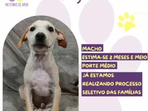 Cachorro raça SRD-ViraLata idade 2 a 6 meses nome Yago