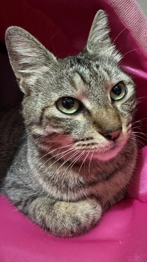 Gato raça SRD-ViraLata idade 2 anos nome Não possui nome