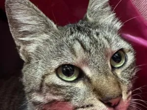 Gato raça SRD-ViraLata idade 2 anos nome Não possui nome