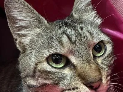 Gato raça SRD-ViraLata idade 2 anos nome Não possui nome
