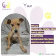 Yan