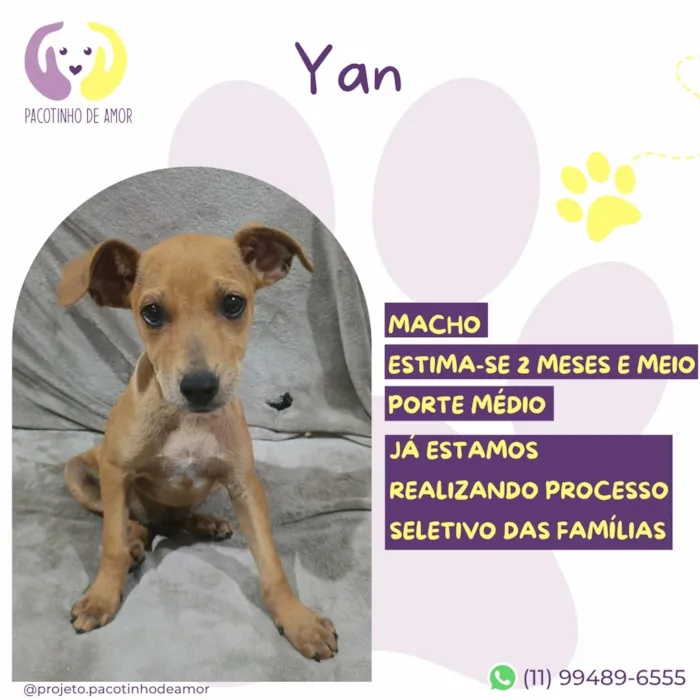 Cachorro raça SRD-ViraLata idade 2 a 6 meses nome Yan