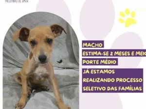 Cachorro raça SRD-ViraLata idade 2 a 6 meses nome Yan
