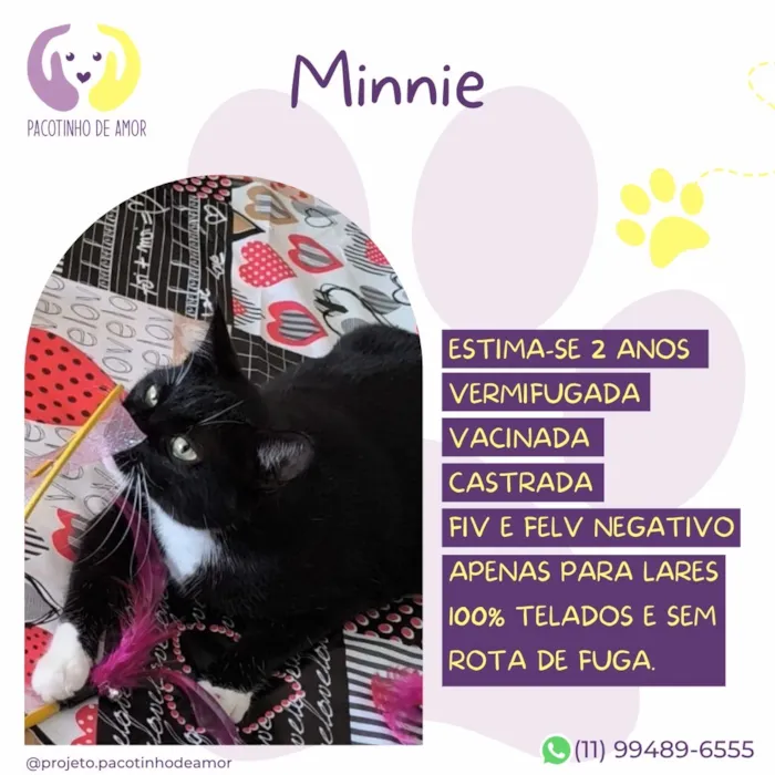 Gato raça SRD-ViraLata idade 2 anos nome Minnie