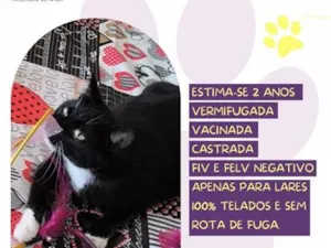 Gato raça SRD-ViraLata idade 2 anos nome Minnie