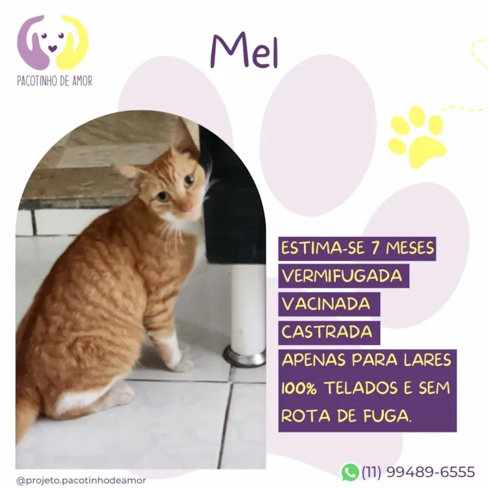 Gato raça SRD-ViraLata idade 2 a 6 meses nome Mel
