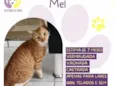 Mel