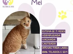 Gato raça SRD-ViraLata idade 2 a 6 meses nome Mel