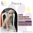 Paçoca