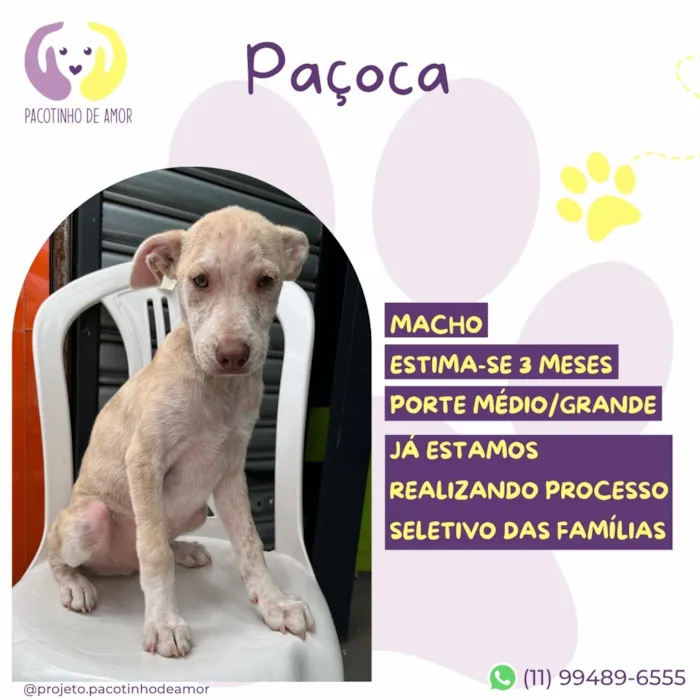 Cachorro raça SRD-ViraLata idade 2 a 6 meses nome Paçoca