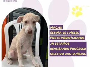 Cachorro raça SRD-ViraLata idade 2 a 6 meses nome Paçoca