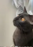 Chico