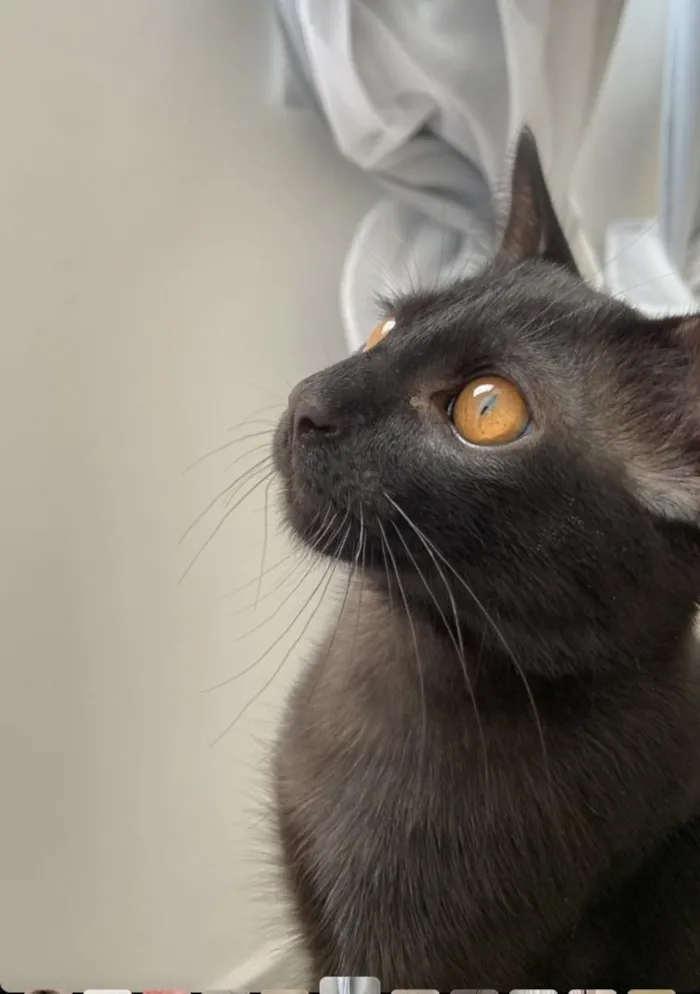 Gato raça SRD-ViraLata idade 2 anos nome Chico