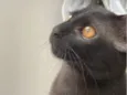 Chico