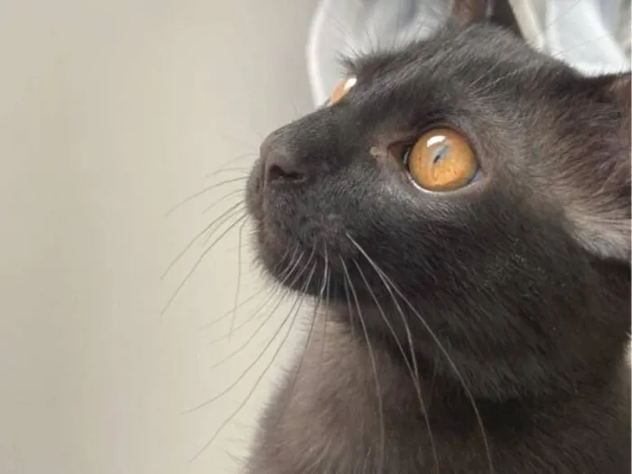 Gato raça SRD-ViraLata idade 2 anos nome Chico