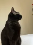 Chico