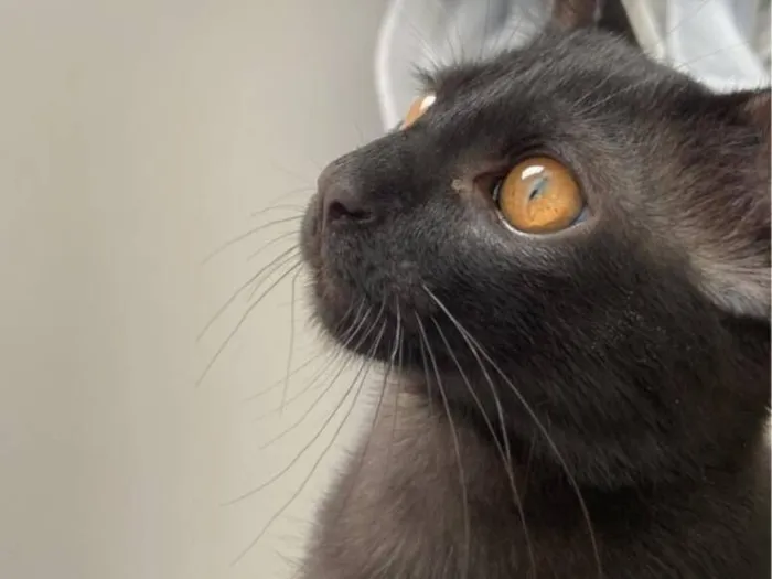 Gato raça SRD-ViraLata idade 2 anos nome Chico