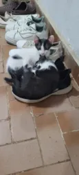 Rodrigo&Daniel