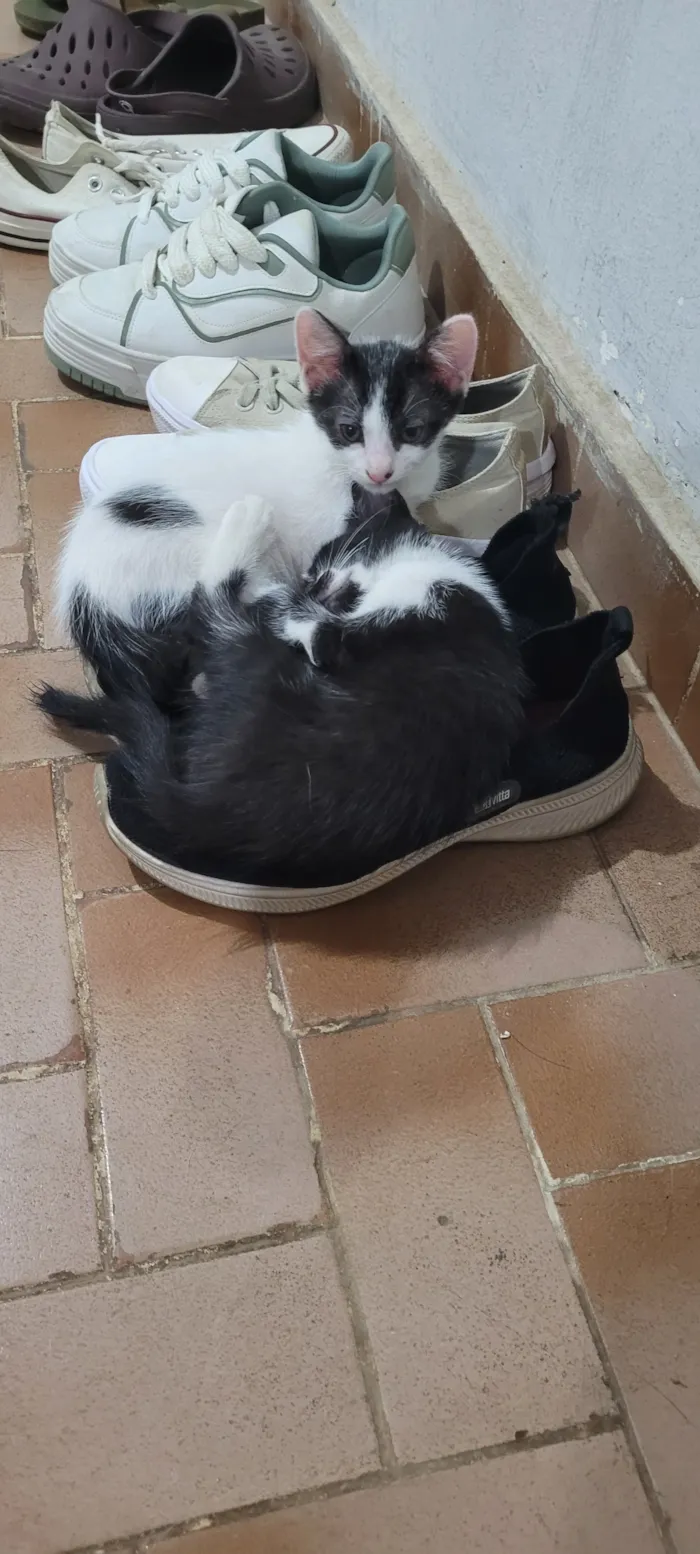 Gato raça SRD-ViraLata idade Abaixo de 2 meses nome Rodrigo&Daniel