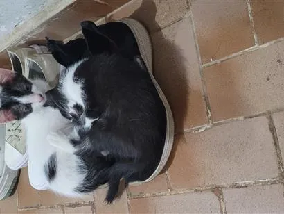 Gato raça SRD-ViraLata idade Abaixo de 2 meses nome Rodrigo&Daniel