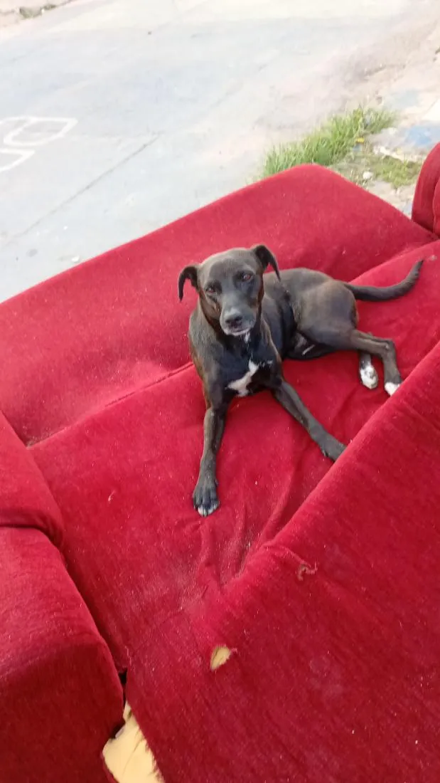 Cachorro raça SRD-ViraLata idade 2 a 6 meses nome pretinho 