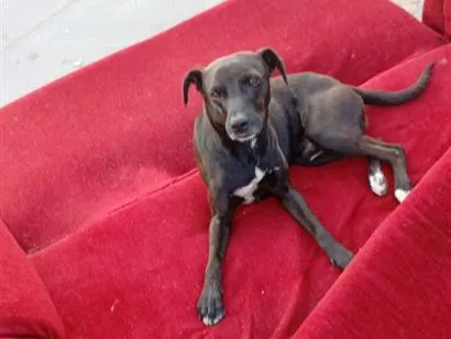 Cachorro raça SRD-ViraLata idade 2 a 6 meses nome pretinho 