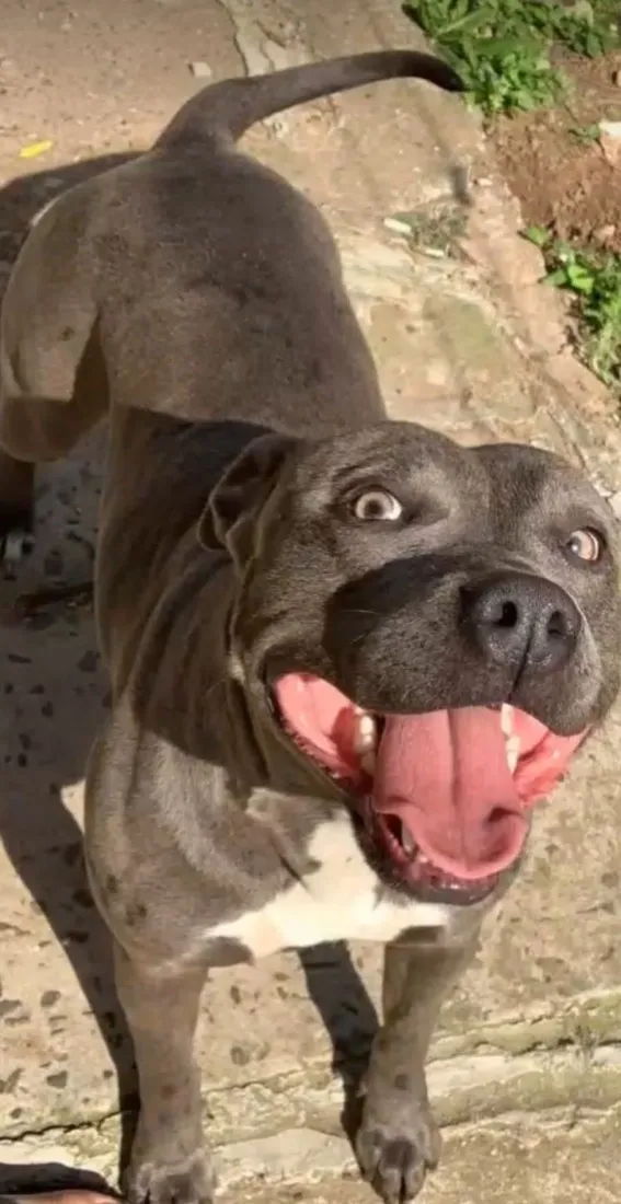 Cachorro raça Pit-Bull idade 2 anos nome Polly